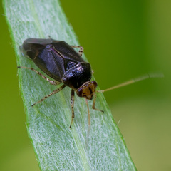 Camptozygum aequale