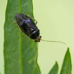Camptozygum aequale