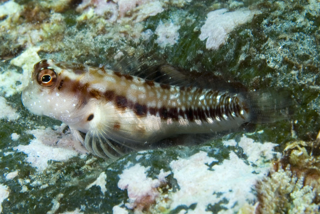 Talbot's blenny