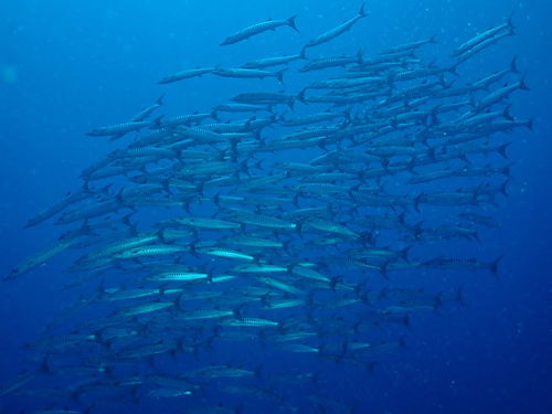Schooling barracuda