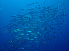 Schooling barracuda