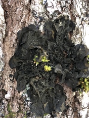 Collema subflaccidum