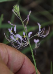 Cleome maculata