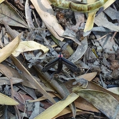 Pyractonema