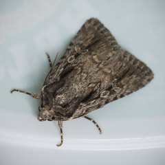 Dichagyris signifera