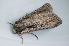 Dichagyris signifera