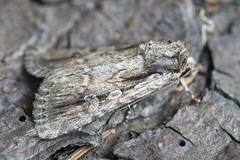 Dichagyris signifera