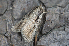 Dichagyris signifera