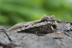 Dichagyris signifera
