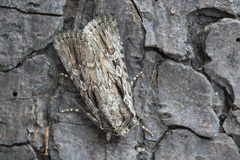 Dichagyris signifera