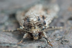 Dichagyris signifera