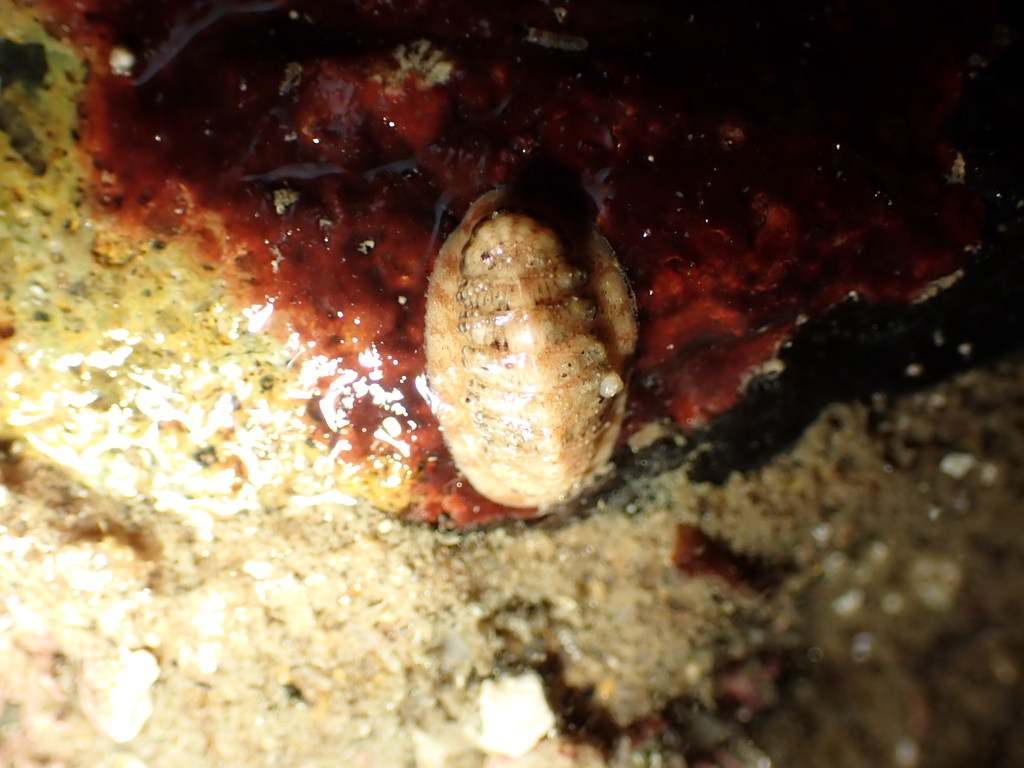 Callistochiton palmulatus