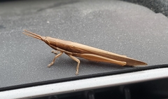 Leptysma marginicollis