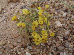 Limonium aureum
