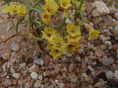 Limonium aureum