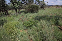 Parinari capensis capensis