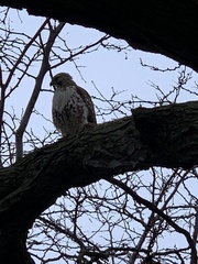 Buteo jamaicensis