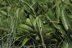 Parinari capensis capensis