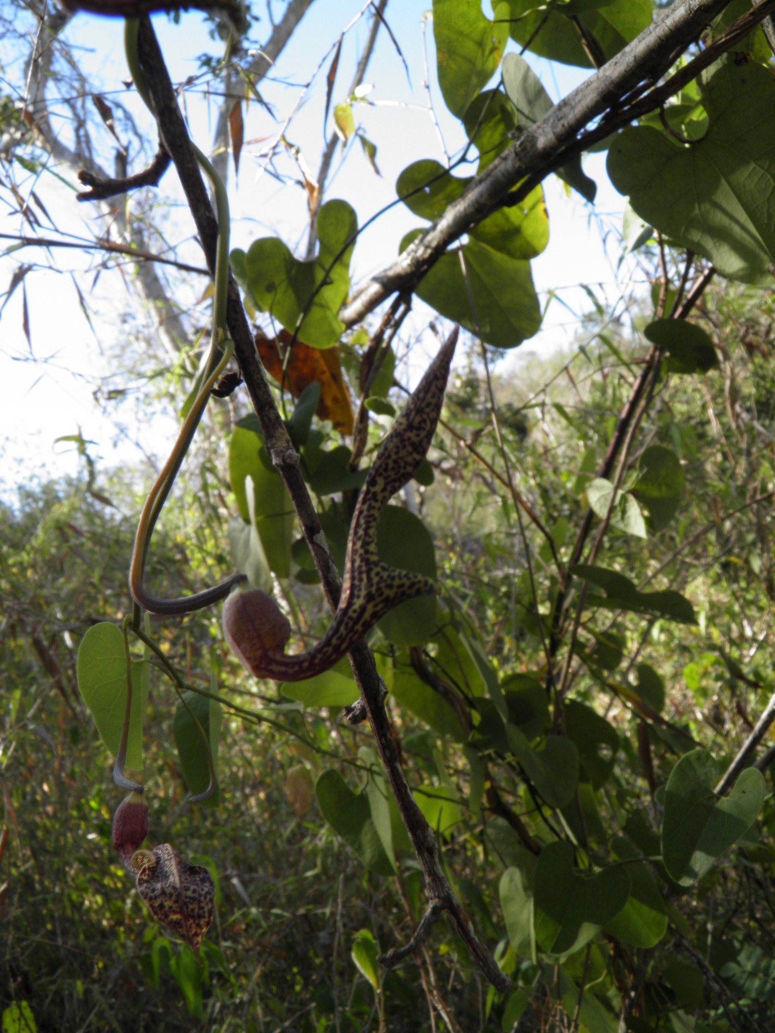 Bejuco de Guaco (Aristolochia mycteria) · iNaturalist Panamá