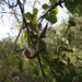 Bejuco de Guaco - Photo (c) leonardoac, algunos derechos reservados (CC BY-NC), subido por leonardoac