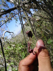 Aristolochia mycteria