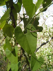 Aristolochia mycteria
