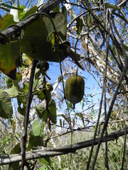 Aristolochia mycteria