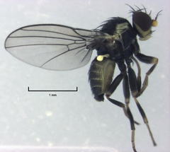 Liriomyza flavocentralis