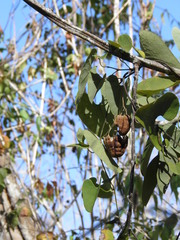 Aristolochia mycteria