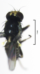 Liriomyza flavocentralis