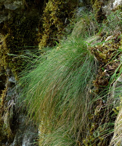 Poa imbecilla observed 2025-11-09