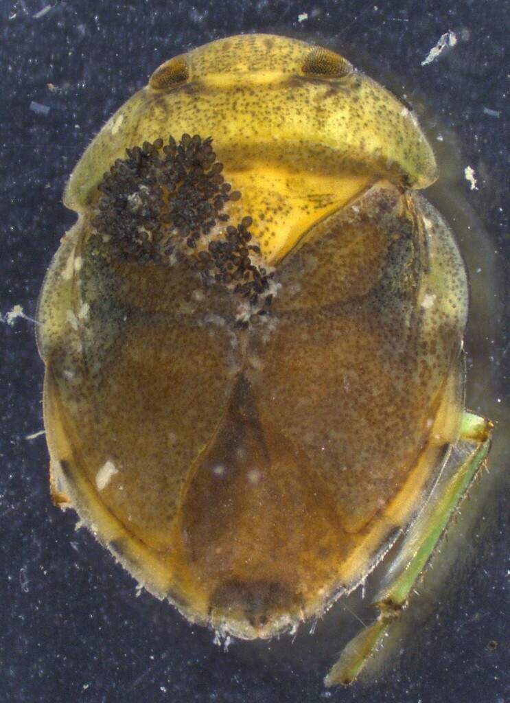 Limnocoris lutzi