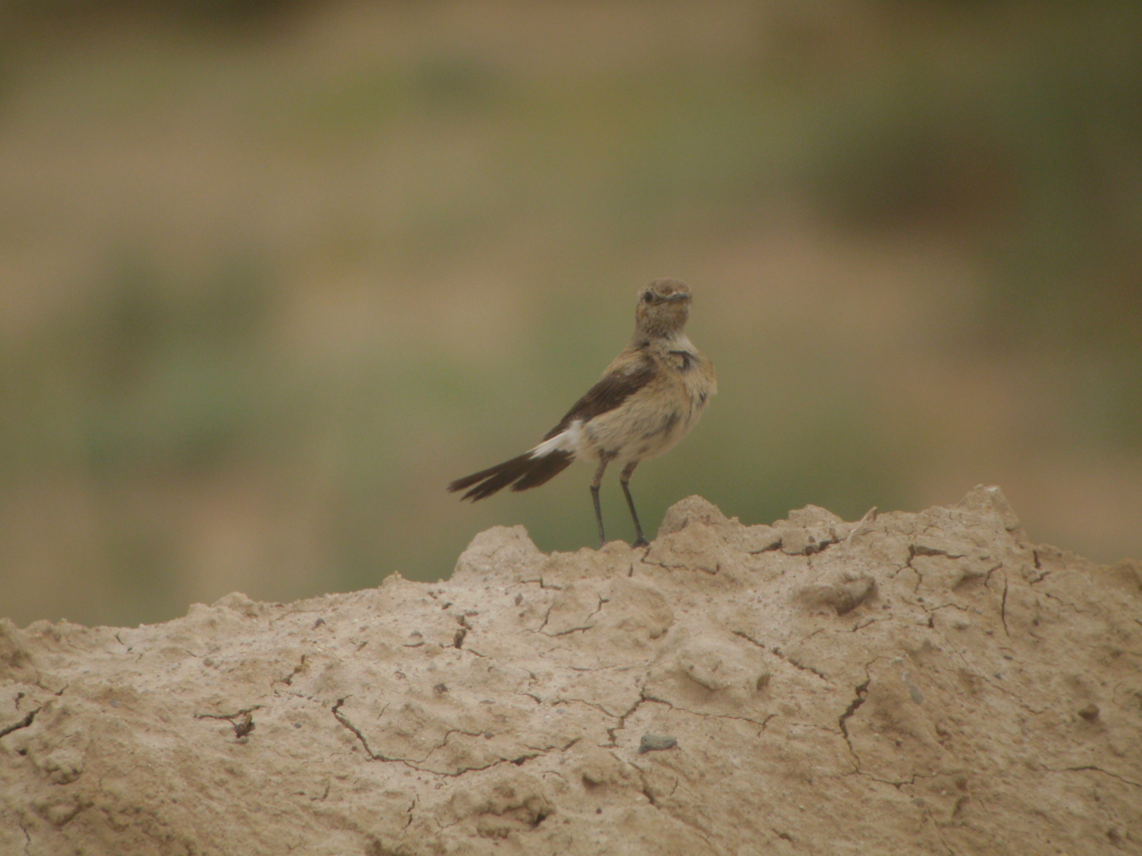 Desert Wheatear