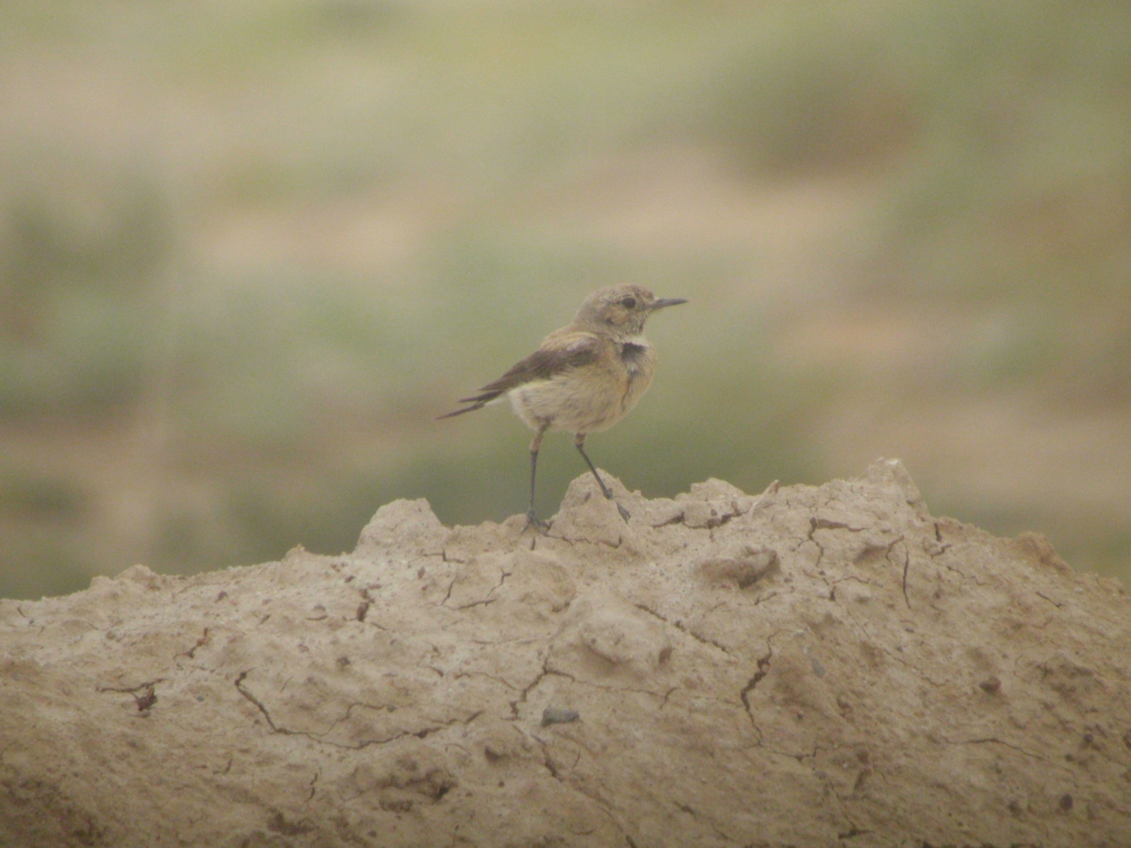Desert Wheatear