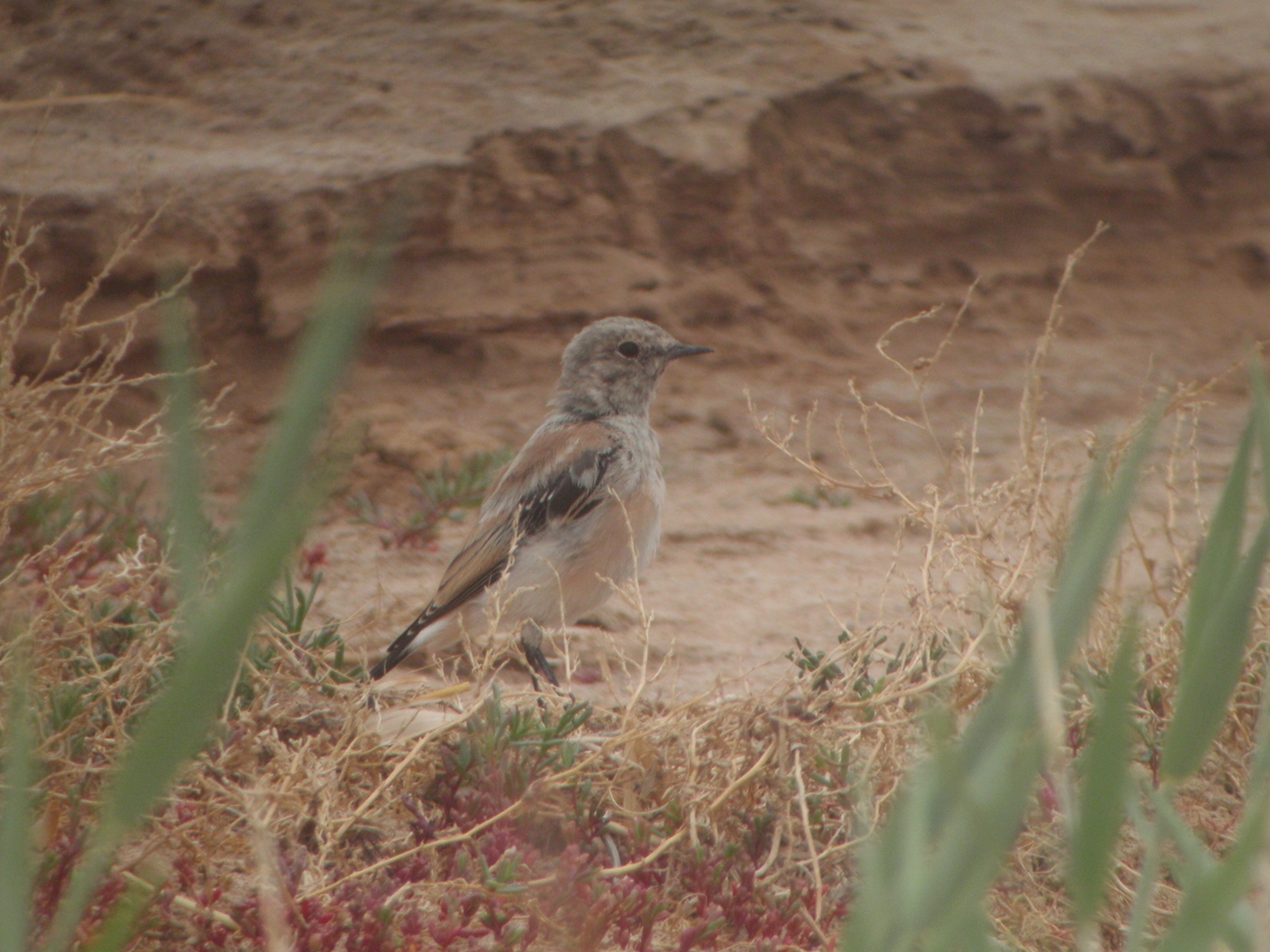 Desert Wheatear