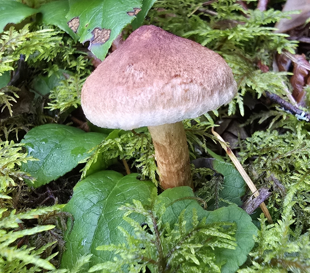 Tricholoma vaccinum · November 2025 · photo: © leannestacy (iNaturalist, cc0)