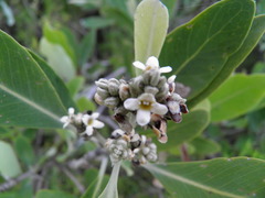 Avicennia