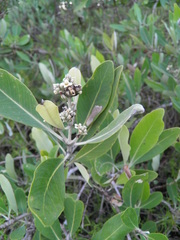 Avicennia