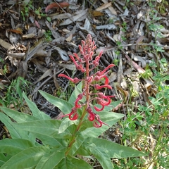Lobelia tupa