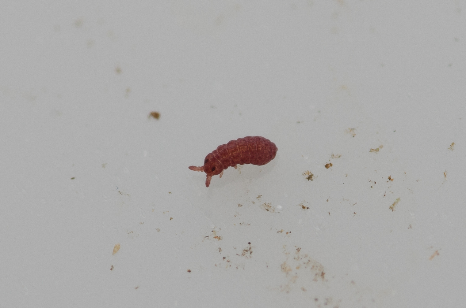 Brachystomella parvula (Schäffer, 1896)