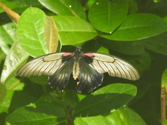 Papilio lowii