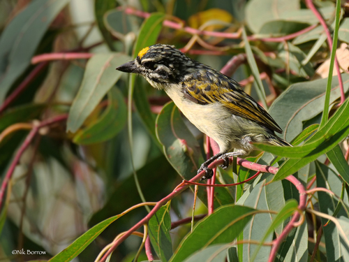 Yellow-fronted Tinkerbird