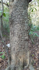 Magnolia grandiflora