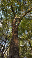Magnolia grandiflora