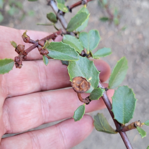 Kern ceanothus (Ceanothus pinetorum)