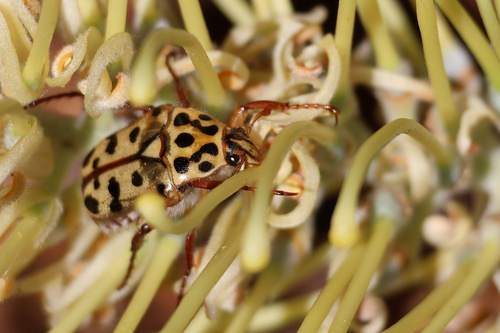 Punctate Flower Chafer