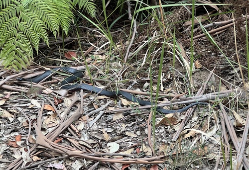 Red-bellied Black Snake sighting