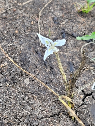 Fake Glasstulp (Moraea simulans)