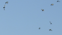 Acromyrmex lobicornis