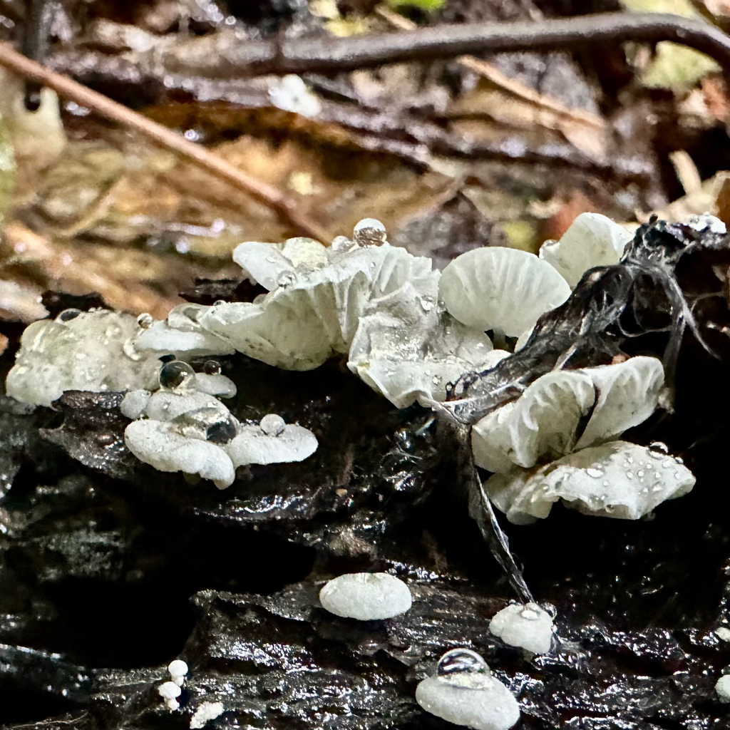 Campanella tristis · November 2025 · photo: © southernwanderer (iNaturalist, cc-by)